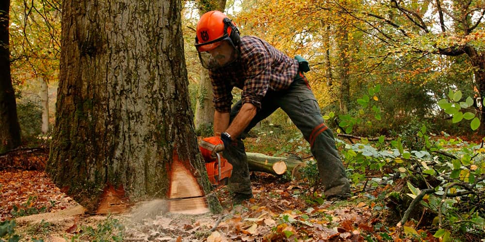ACTIVIDADES AUXILIARES EN APROVECHAMIENTOS FORESTALES -AGAR0209